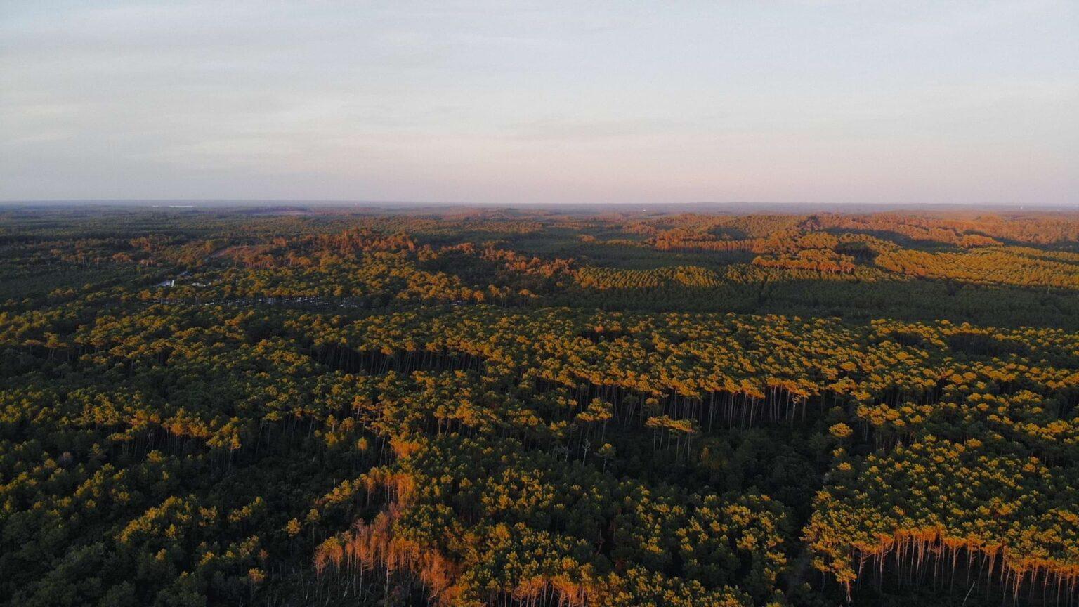Foret dans les Landes