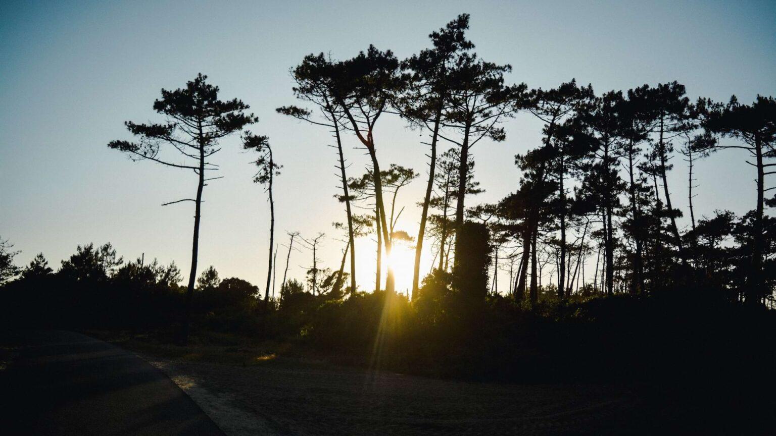 Forêt des Landes